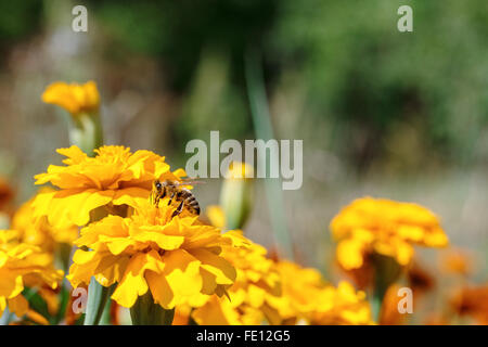 Bee on Marigolds outside day green leaves bokeh Stock Photo