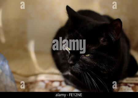 Black cat snoozing in the shade Stock Photo