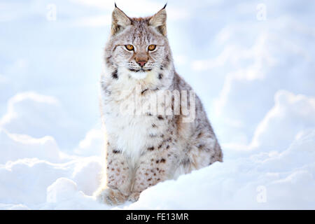 Beautiful lynx cub sits in the cold snow Stock Photo