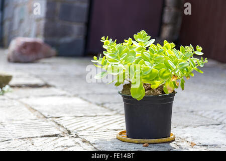 vase in which flowers grow located on the street Stock Photo