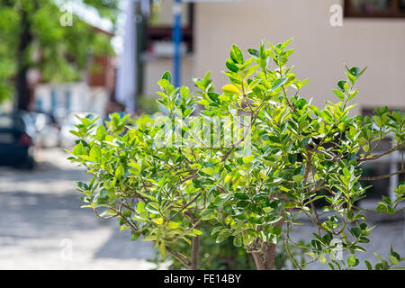 vase in which flowers grow located on the street Stock Photo