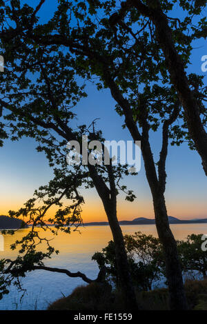 Saltspring Island, British Columbia: Pine trees silhouetted at dusk on Beaver Point with Swanson Channel in the background, Ruck Stock Photo