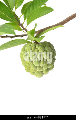 Custard Apple Isolated on White Background Stock Photo