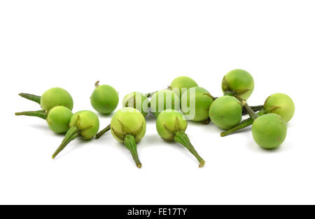 Solanum  indicum, thai food ingradient Stock Photo