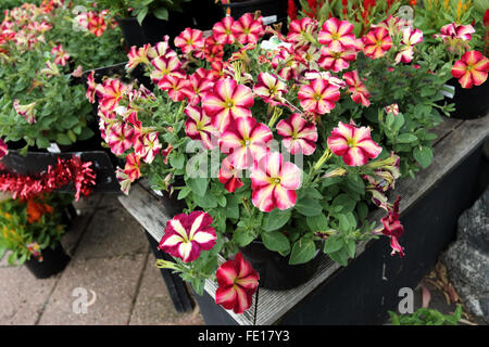 Cha ching petunia hi res stock photography and images Alamy