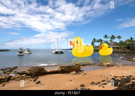 Rubber ducks swimming in ocean in Hawaii. Stock Photo