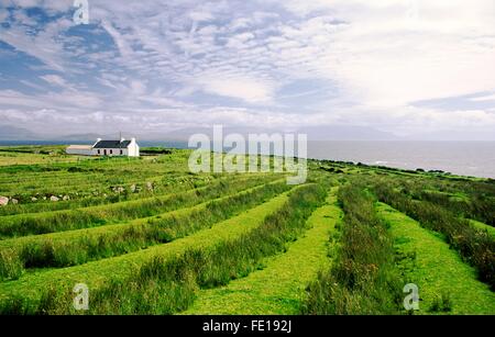 Cottage croft farm showing ridge and furrow cultivation field patterns on Clare Island off  the coast of County Mayo, Ireland Stock Photo