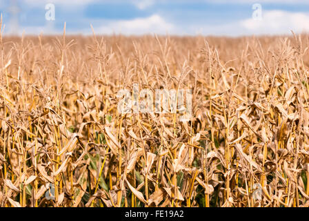 Dry brown corn stalks in autumn receding into blurred corn field and part of sky. Stock Photo
