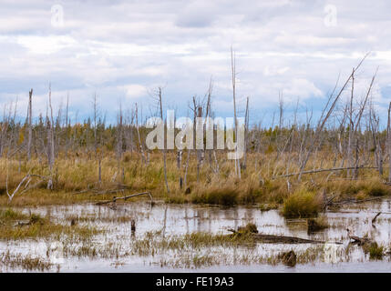 Decayed dead dry trees  and stumps in swamp against cloudy sky and forest in distance. Stock Photo