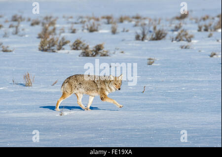 Coyote walking broadside across the snow Stock Photo
