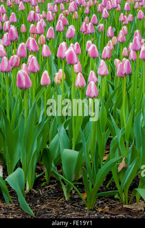 Pink tulips growing in garden Stock Photo