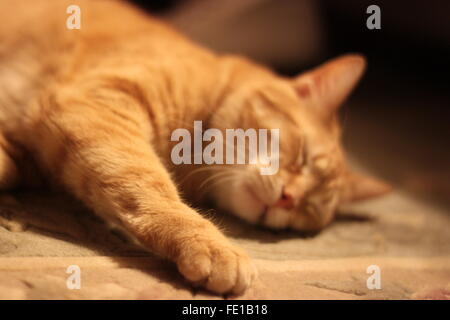 Orange tabby cat enjoying nap on rug in warm light Stock Photo