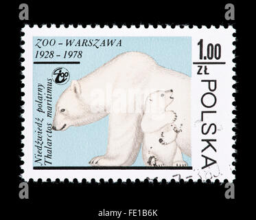 Postage stamp from Poland depicting a  polar bear (Ursus maritimus), issued for the 50'th anniversary of the Warsaw Zoo. Stock Photo