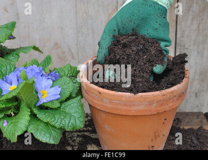 gloved hand pouring potting soil in a flower pot Stock Photo