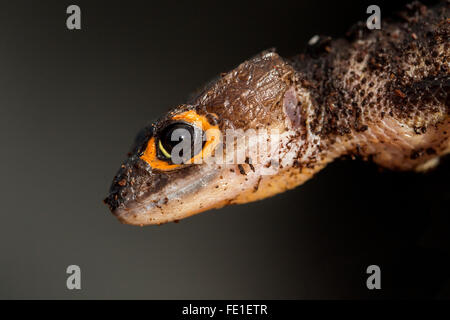 Detail of the head of a red eyed crocodile skink, Tribolonotus gracilis Stock Photo