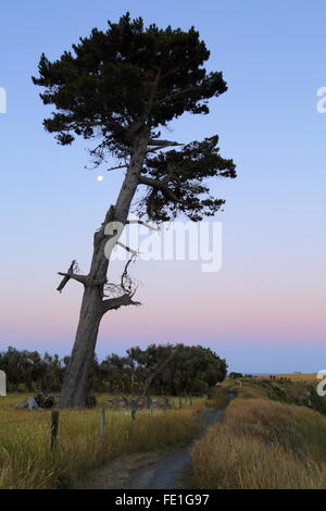 A large tree in a meadow of tall golden and green grass at Kaikoura, New Zealand. Stock Photo