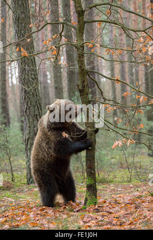 big female of brown bear (Ursus arctos) in winter forest, standing on tree and looking for food, Europe, Czech republic Stock Photo