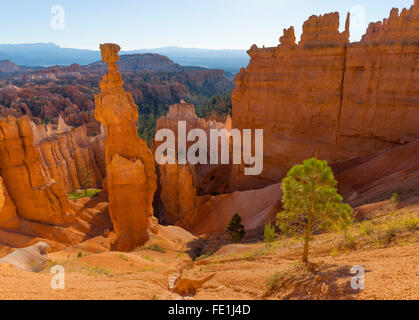 Bryce Canyon National Park, UT: Morning sun in the Bryce Amphitheater backlighting Thor's Hammer hoodoo and sandstone pinnacles Stock Photo