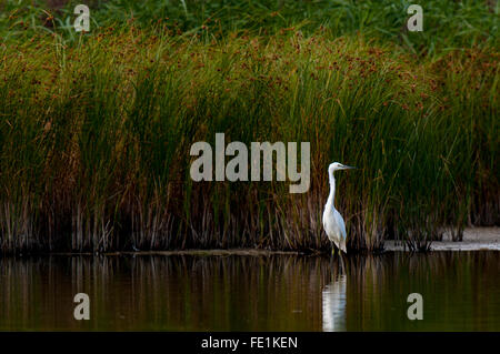 Little egret (Egretta garzetta) standing at the edge of a reedbed on the Isle of Sheppey, Kent. September. Stock Photo