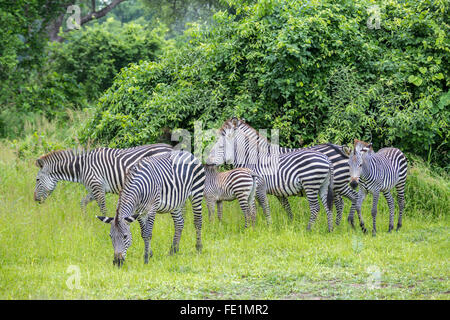Plains Zebra, South Luangwa National Park, Zambia, Africa Stock Photo