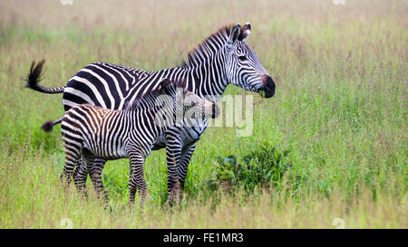 Plains Zebra, South Luangwa National Park, Zambia, Africa Stock Photo