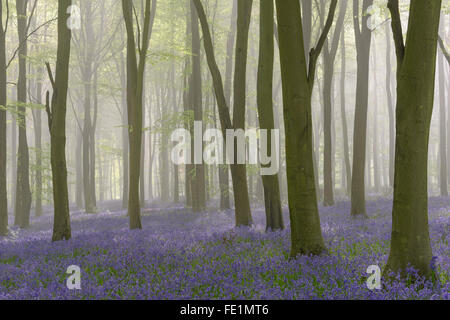 Woodland filled with bluebells on a misty spring morning near Micheldever in Hampshire. Stock Photo