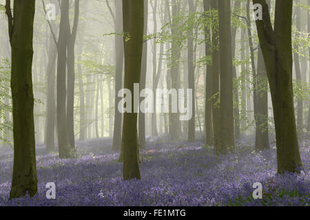 Woodland filled with bluebells on a misty spring morning near Micheldever in Hampshire. Stock Photo