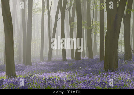 Woodland filled with bluebells on a misty spring morning near Micheldever in Hampshire. Stock Photo