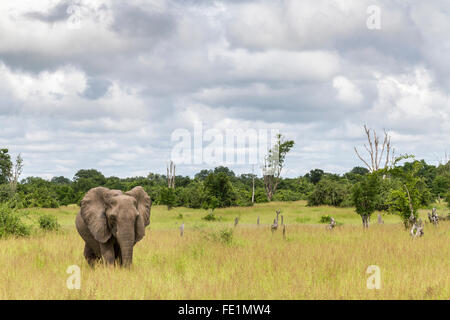 Elephant, South Luangwa National Park, Zambia, Africa Stock Photo