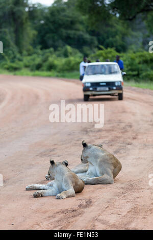 Lion, South Luangwa National Park, Zambia, Africa Stock Photo