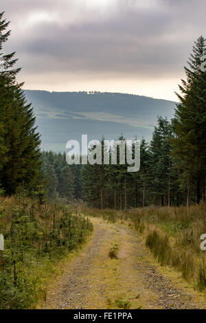 Track through Coillte pine forest near Drumgoff in Wicklow mountains in Ireland Stock Photo