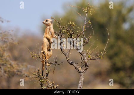 The meerkat or suricate, Suricata suricatta, is a small mammal belonging to the mongoose family. This photo was taken in the Mok Stock Photo