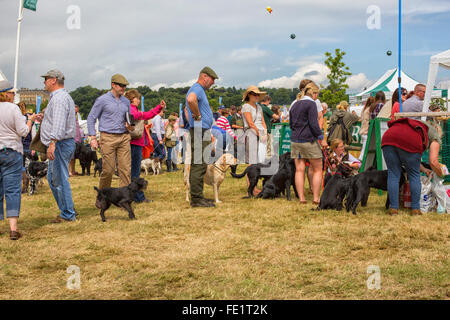 Dogs waiting for a scurry at a fair at Harewood House in Yorkshire, UK Stock Photo