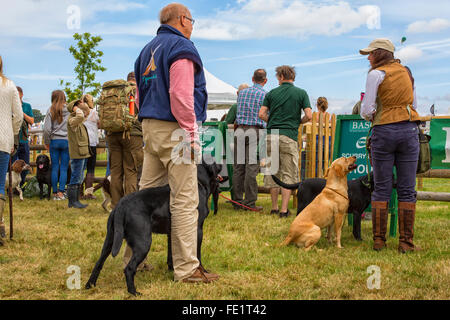 Dogs waiting for a scurry at a fair at Harewood House in Yorkshire, UK Stock Photo