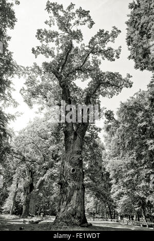 black and white vintage shot of an very old oak Stock Photo