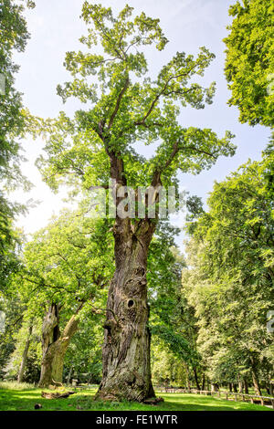 HDR shot of an very old oak Stock Photo