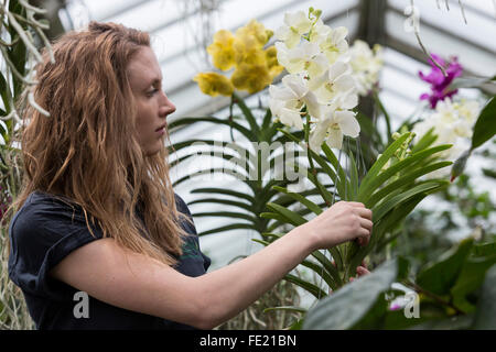 London, UK. 4 February 2016. Horticulturist Jess Snowball looks at a display of Vanda orchids at the annual Orchid Festival in the Princess of Wales Conservatory at Kew Gardens. In 2016 Kew celebrates with a spectacular carnival of dazzling Brazilian colours and showcases thousands of Orchids, Bromeliads and other tropical plants. Open from 6 February to 6 March 2016. Credit:  Vibrant Pictures/Alamy Live News Stock Photo