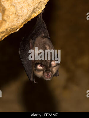 Lesser horseshoe bat (Rhinolophus hipposideros). A rare bat about to take flight in an abandoned mine in Somerset, England, UK