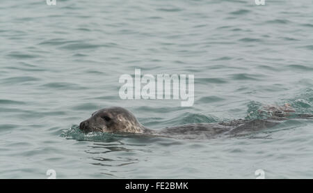 Mousehole, Cornwall, UK. 4th February 2016. The recent storms have seen a big increase this year in Seals being resuced at the Cornish Seal sanctuary in Gweek. Pictured here a healthy seal swimming close to the coast at Mousehole today. Credit:  Simon Maycock/Alamy Live News Stock Photo