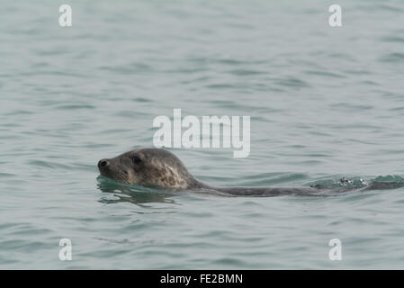 Mousehole, Cornwall, UK. 4th February 2016. The recent storms have seen a big increase this year in Seals being resuced at the Cornish Seal sanctuary in Gweek. Pictured here a healthy seal swimming close to the coast at Mousehole today. Credit:  Simon Maycock/Alamy Live News Stock Photo