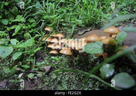Mushrooms growing on forest floor, drakensberg, south africa Stock Photo