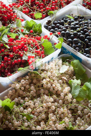 fresh picked red white and black currants Stock Photo