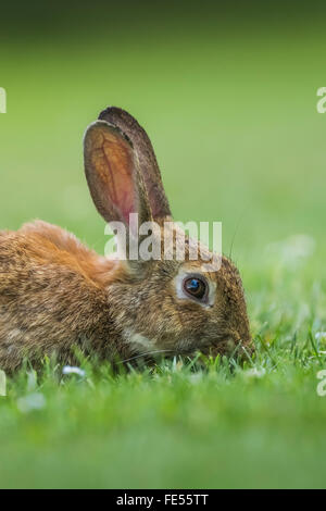 Eastern Cottontail, Sylvilagus floridanus, feeding on the lawn in Green Lake Park, Seattle, Washington State, USA Stock Photo