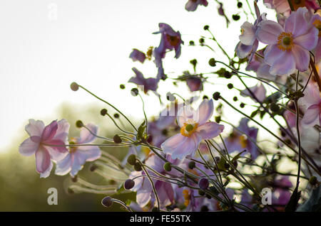 Anemone × hybrida 'Elegans' Stock Photo