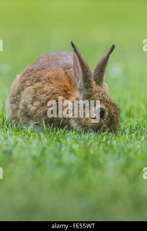 Eastern Cottontail, Sylvilagus floridanus, feeding on the lawn in Green Lake Park, Seattle, Washington State, USA Stock Photo