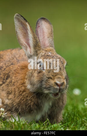 Eastern Cottontail, Sylvilagus floridanus, feeding on the lawn in Green Lake Park, Seattle, Washington State, USA Stock Photo