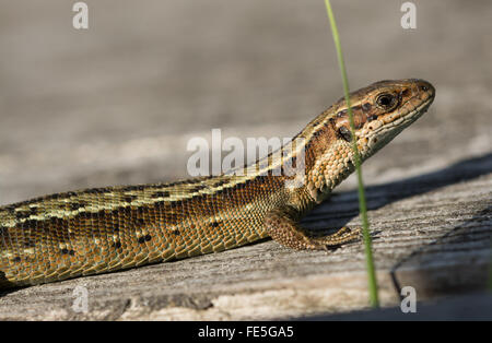 Common or viviparous lizard (Zootoca vivipara) macro on boardwalk