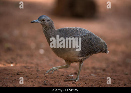 Undulated Tinamou Stock Photo