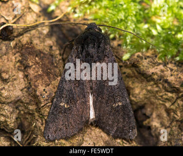 Black rustic (Aporophyla nigra) moth from above. An autumnal moth in the family Noctuidae, seen in profile from above Stock Photo