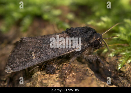 Black rustic (Aporophyla nigra) moth profile. An autumnal moth in the family Noctuidae, seen in profile at rest Stock Photo
